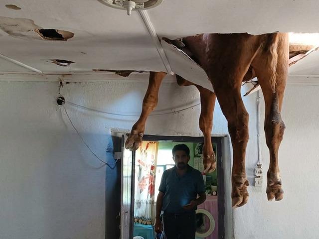 &Ccedil;atıya dana d&uuml;şt&uuml;, tavanı deldi!