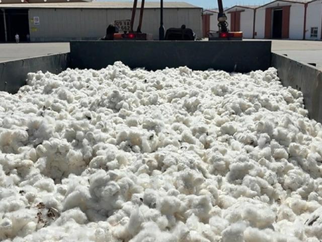 Aydın&rsquo;da sezonun ilk pamuğu 100 TL&rsquo;den sembolik olarak alındı