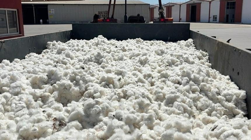 Aydın&rsquo;da sezonun ilk pamuğu 100 TL&rsquo;den sembolik olarak alındı