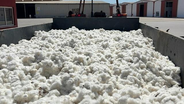 Aydın’da sezonun ilk pamuğu 100 TL’den sembolik olarak alındı