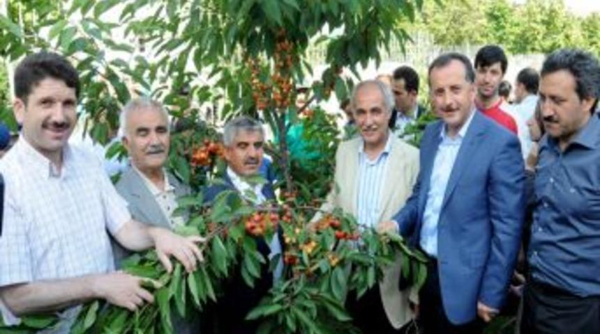 Bağcılar&rsquo;da kiraz dalından yeniyor