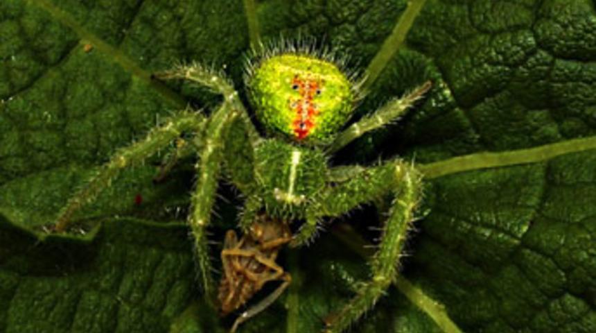 İnsan kafalı &ouml;r&uuml;mcek şaşırttı