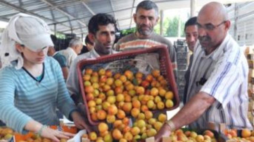 Salihli&rsquo;de kayısı &ccedil;ift&ccedil;inin y&uuml;z&uuml;n&uuml; g&uuml;ld&uuml;rd&uuml;