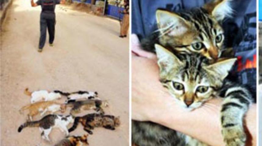 Bodrum'da kedileri zehirlediler