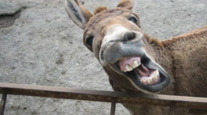 Sahibinin kulağını kopardı