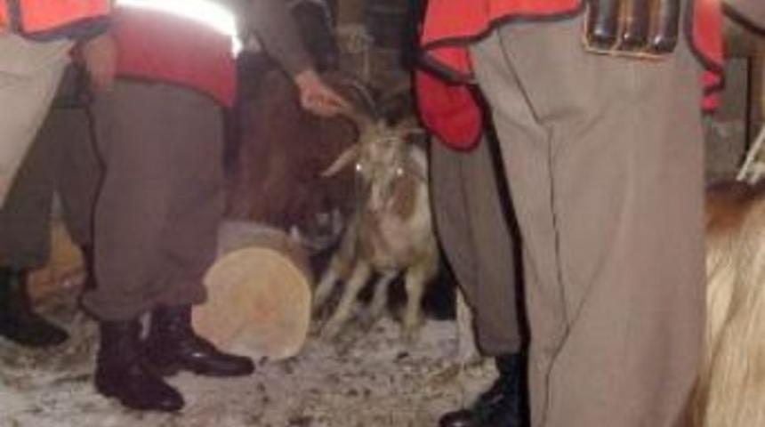 K&uuml;&ccedil;&uuml;kbaş hayvan hırsızlığı