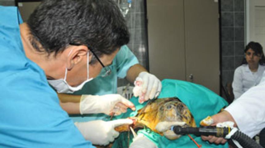 İşkence g&ouml;ren caretta carettaya ameliyat