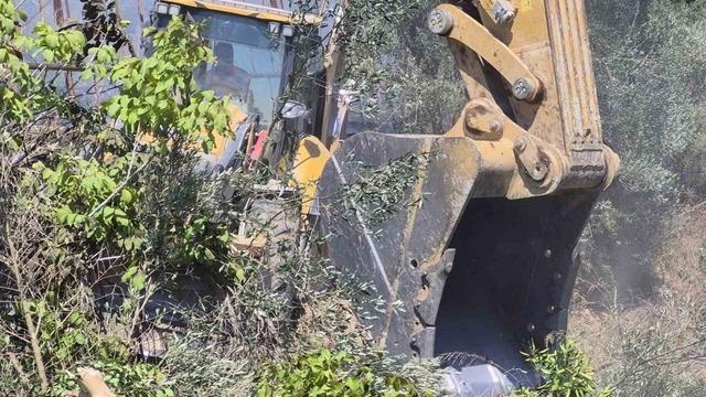 Manavgat’ta zeytinlik yangında 100 ağaç zarar gördü