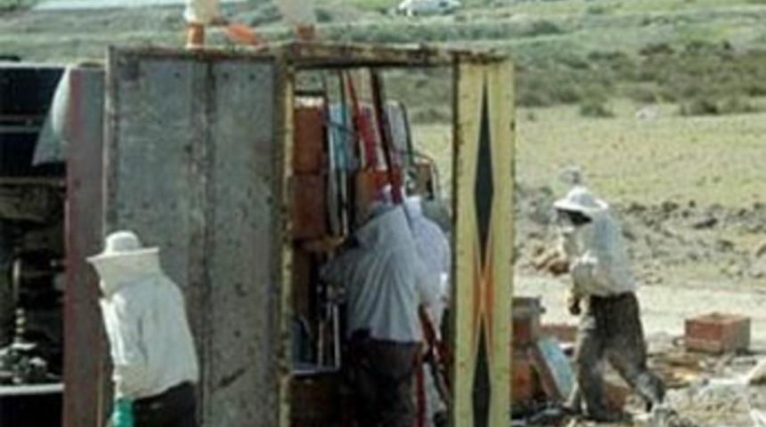 Arılar kara yolunu istila etti