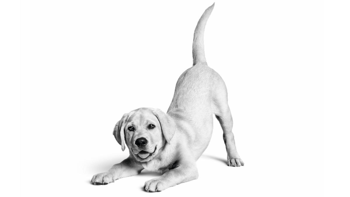 Royal Canin’den 10. yıla özel Deneyim Evi: Kedi ve köpek sağlığını bilimin gözünden keşfedin 1
