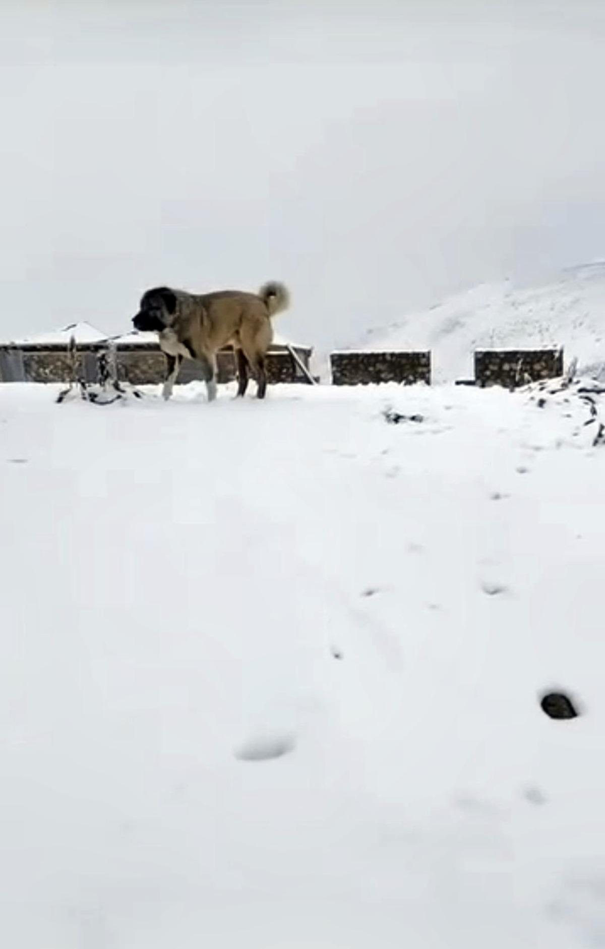 Eylül ayında kış sürprizi! Bir şehirde kar bir şehirde buz: Termometre -5 i gördü 1