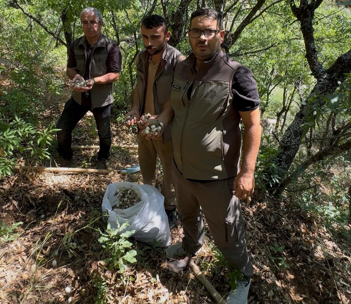 Doğada kendiliğinden yetişiyordu: 20 kilo topladılar, 2 milyon lira ceza yediler! 1