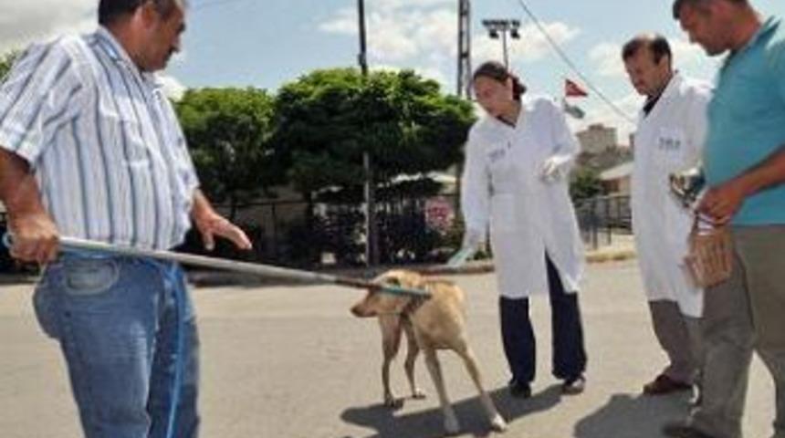 Tuzla&rsquo;da sahipli hayvanlar aşılandı