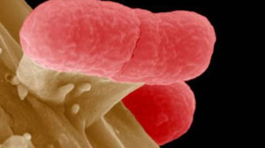 EHEC bakterisinin kaynağı GDO'mu?