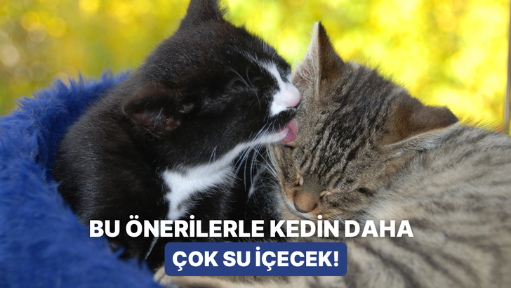Onlar hijyenine &ccedil;ok d&uuml;şk&uuml;n! Titiz kediler i&ccedil;in su i&ccedil;meyi sevdirecek 10 y&ouml;ntem