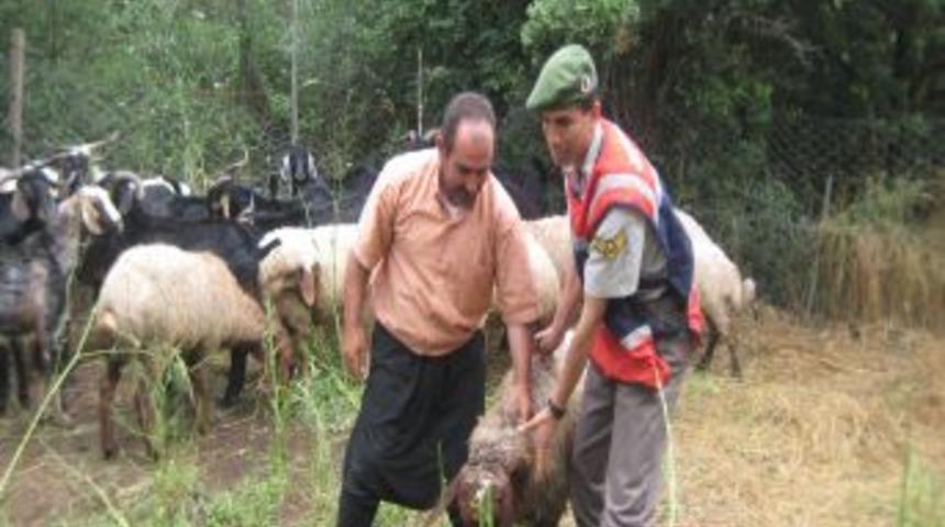 Mersin&rsquo;de hayvan hırsızlığı yapan 4 kişi yakalandı