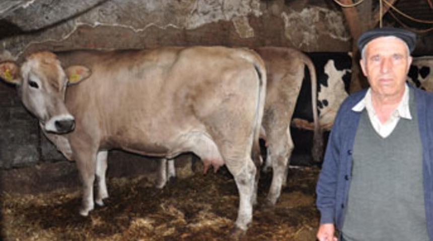 Şarbon hastalığı g&ouml;r&uuml;len k&ouml;y karantinada