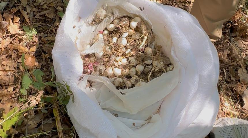 Doğada kendiliğinden yetişiyordu: 20 kilo topladılar, 2 milyon lira ceza yediler!