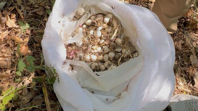 Doğada kendiliğinden yetişiyordu: 20 kilo topladılar, 2 milyon lira ceza yediler!