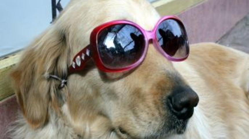 K&ouml;peğine g&uuml;neş g&ouml;zl&uuml;ğ&uuml; takan esnaf satışlarını artırdı