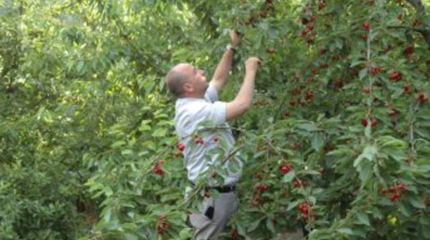 Dursunbey kiraz cenneti olacak!