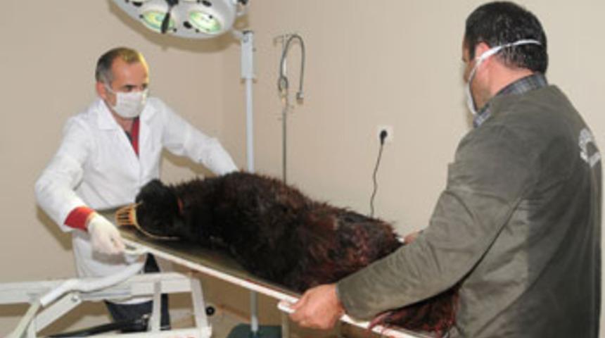 Rize&rsquo;de sokak k&ouml;peğini bı&ccedil;akladılar