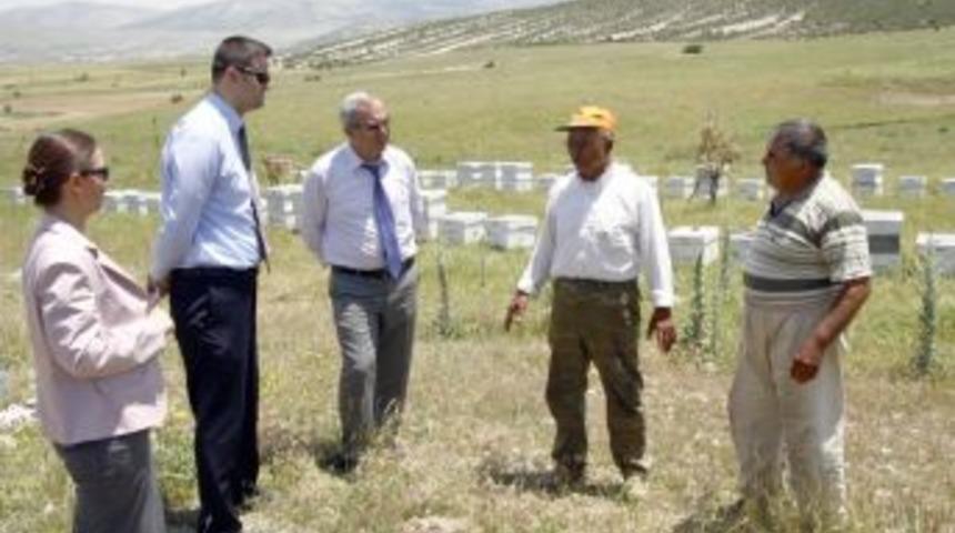 Bal ormanı sayısı 99'a &ccedil;ıktı