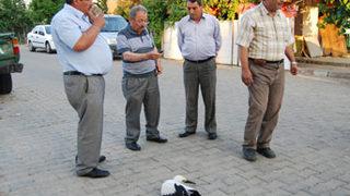 Yaralı leylet tedavi edildi