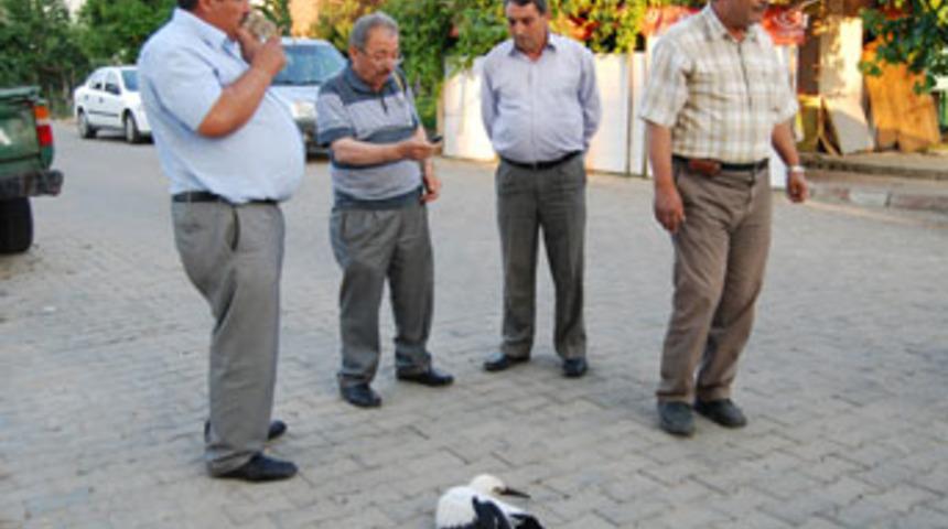 Yaralı leylet tedavi edildi