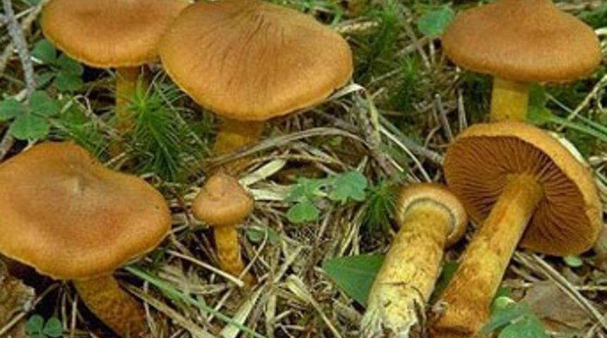 Vatandaşlara "zehirli mantar" uyarısı