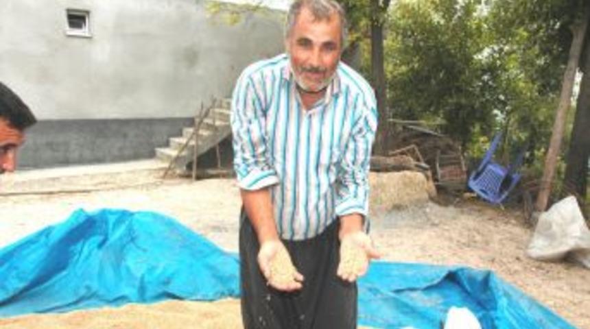 Dolunun vurduğu buğday tarlarında buruk hasat yaşanıyor