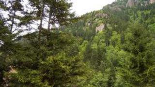 Ormanda 6 günlük yaşam mücadelesi