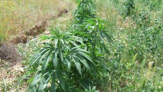 Arpa tarlasında hint keneviri