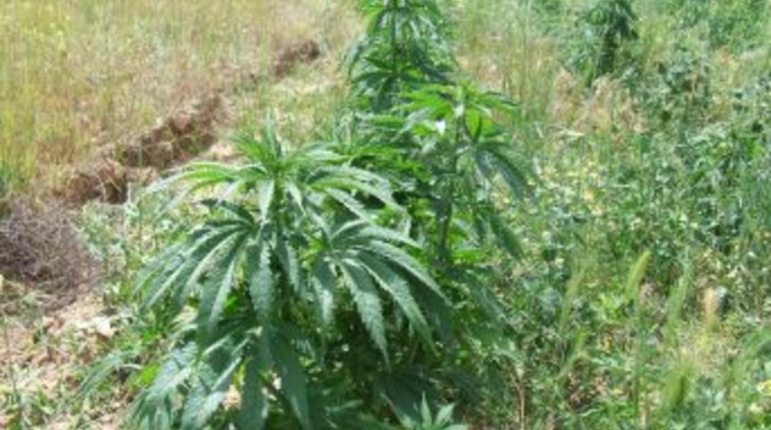 Arpa tarlasında hint keneviri