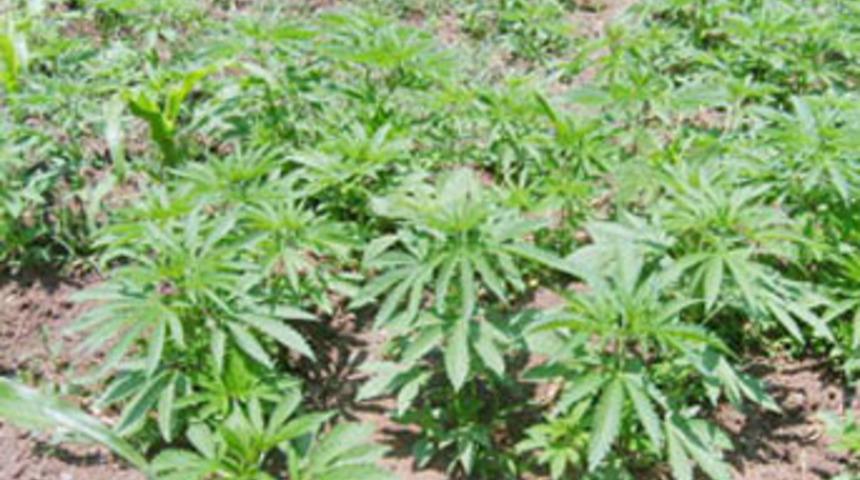 Uyuşturucu operasyonu