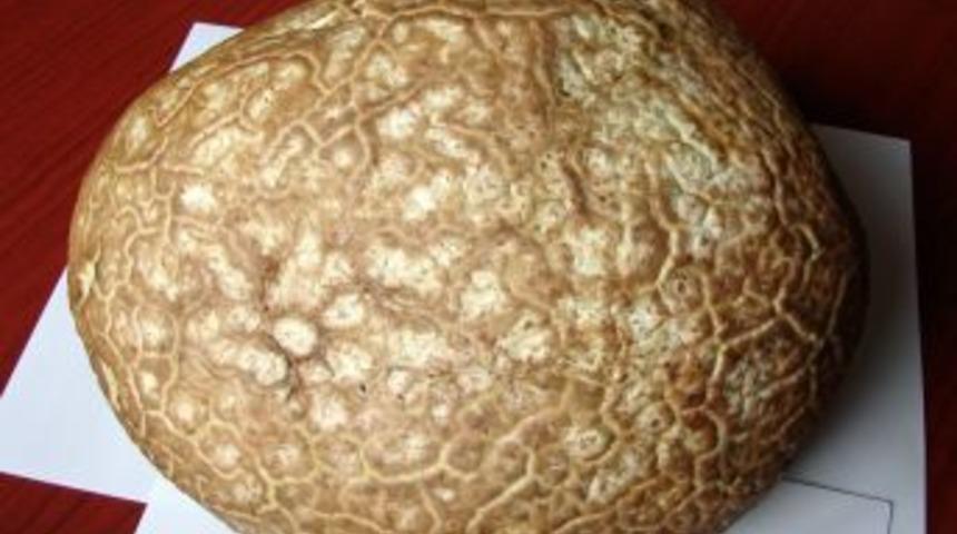 T&uuml;rkiye&rsquo;nin en b&uuml;y&uuml;k mantarları!