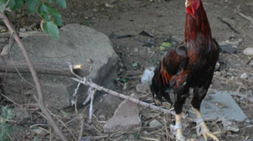 &Ccedil;apkın horoza pranga