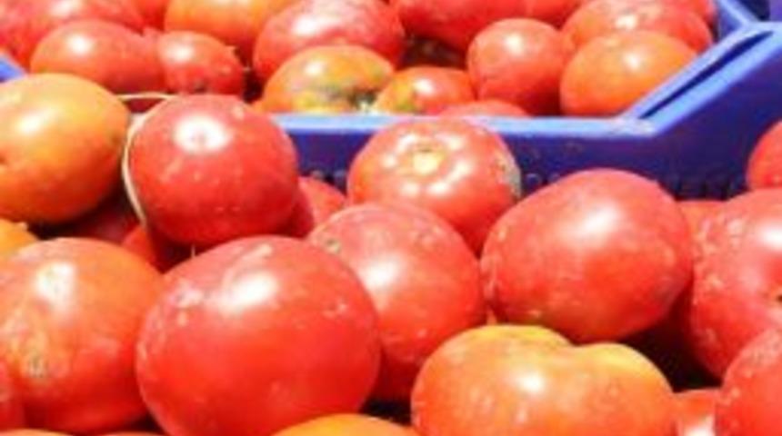 Domates tarlada kaldı