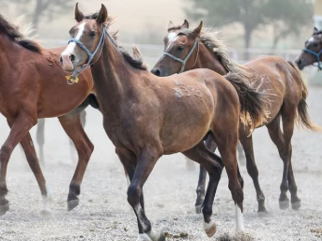 TİGEM 17 safkan Arap koşu tayı satacak