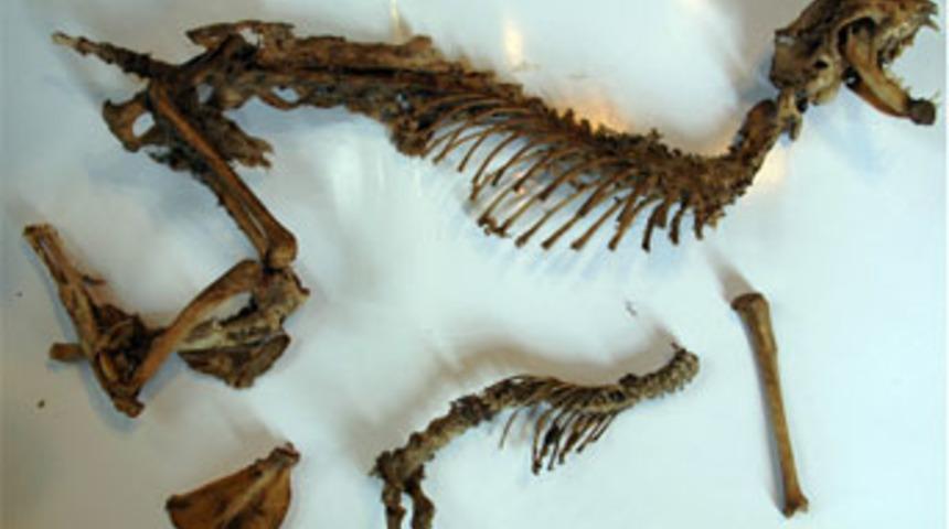 Dinozor sandılar, kedi &ccedil;ıktı