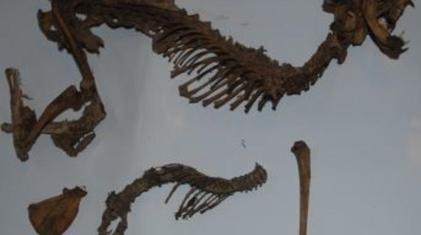 Rize&rsquo;deki esrarengiz hayvan iskeleti evcil kedi &ccedil;ıktı