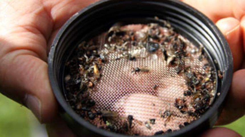 Orman zararlısı b&ouml;ceğe aşk tuzağı