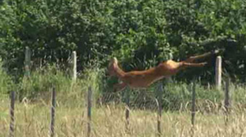 Yavru karaca kurtarılmayı bekleyemedi