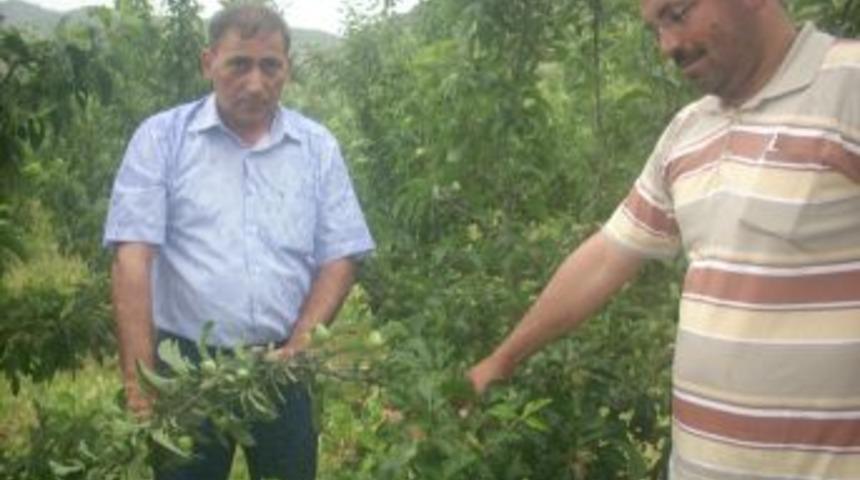 Eğirdir ve k&ouml;ylerinde dolunun tarım alanlarına verdiği zarar netleşiyor