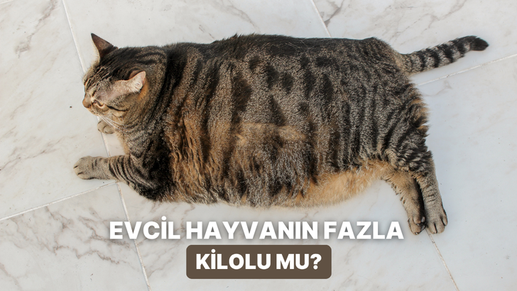 Fazla kilolara veda: Evcil hayvanlarda porsiyon kontrol&uuml;n&uuml; kolaylaştıran 10 ipucu