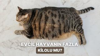 Fazla kilolara veda: Evcil hayvanlarda porsiyon kontrolünü kolaylaştıran 10 ipucu