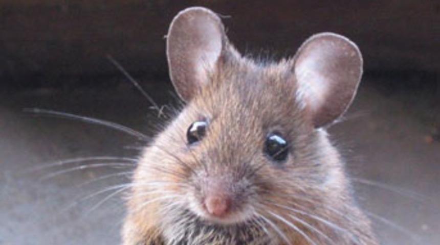 'Farenin eşkalini belirtin'