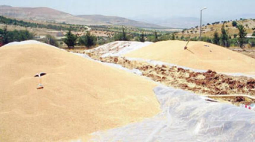 TMO hububat alımına başladı