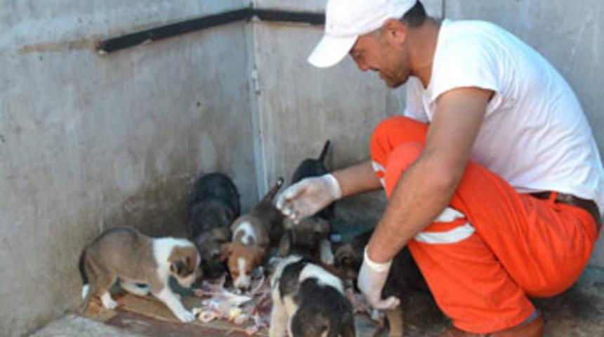 Anneleri &ouml;len k&ouml;peğe belediye sahip &ccedil;ıktı