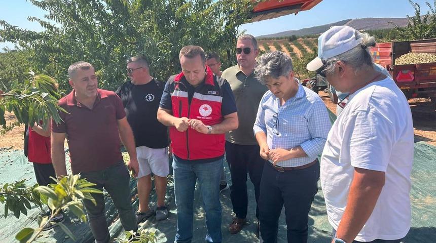 Tekirdağ'da badem hasadı başladı
